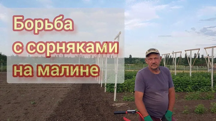 Как быстро и эфективно бороться с сорняками на малине